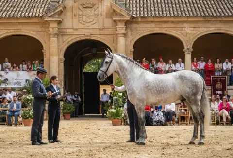 Purebred Spanish horses being judged in the Main Courtyard of the Royal Stables during the Cabalcor Horse Fair, Córdoba, Spain