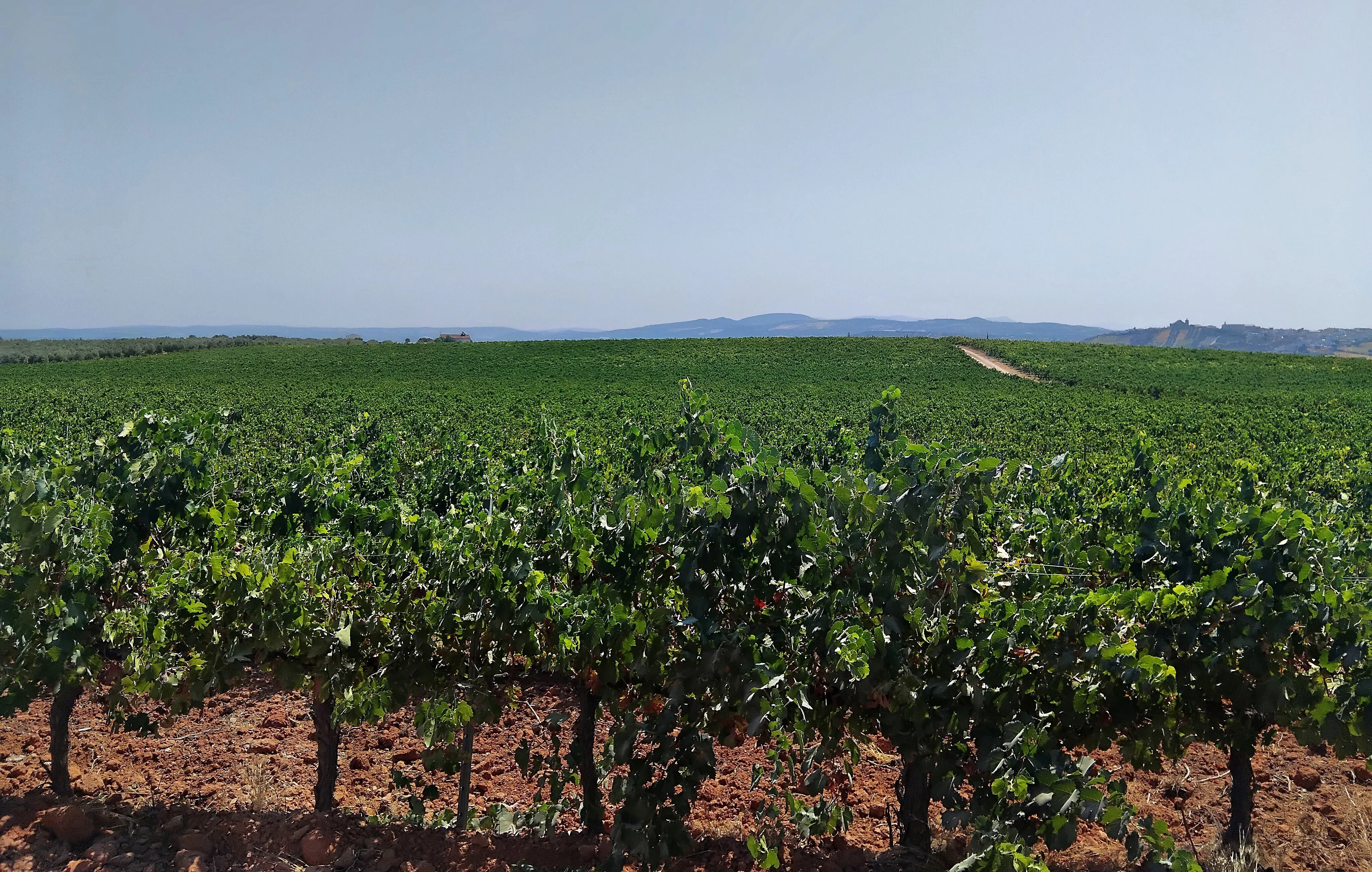 Montilla-Moriles vineyards with the rolling hills of the Campiña