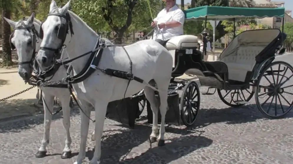 Horse-drawn carriage in front of the Mezquita-Cathedral of Córdoba with tourists aboard