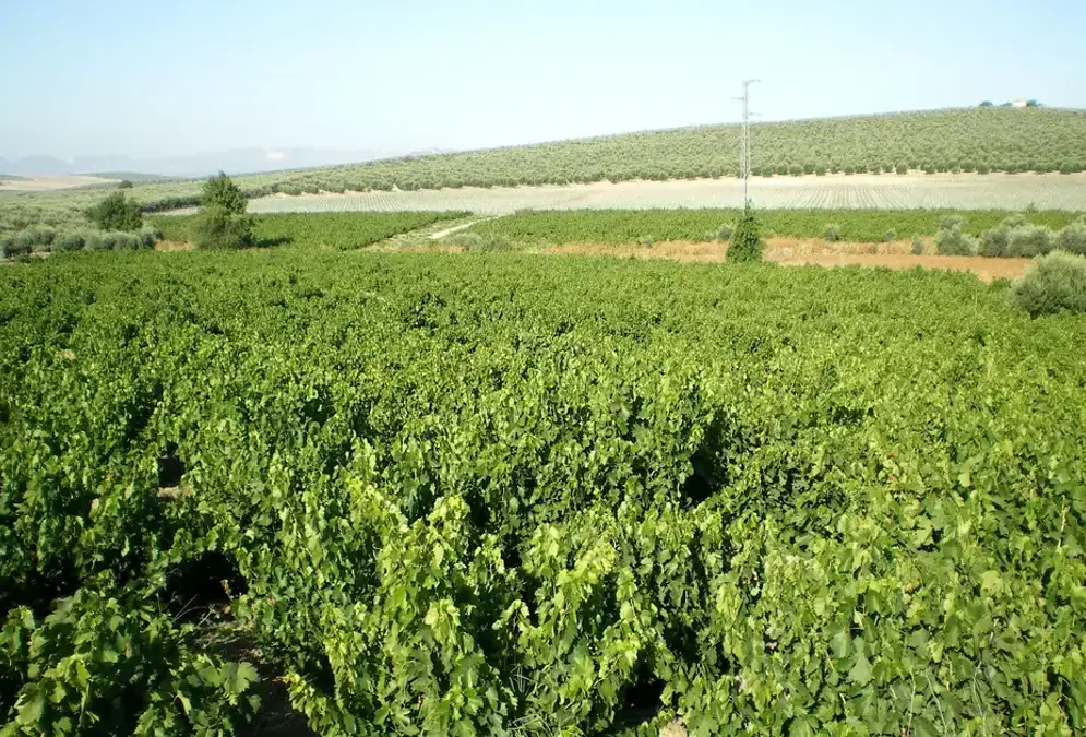 Evening wine tasting in a Córdoba wine shop — four Montilla-Moriles wines with tapas