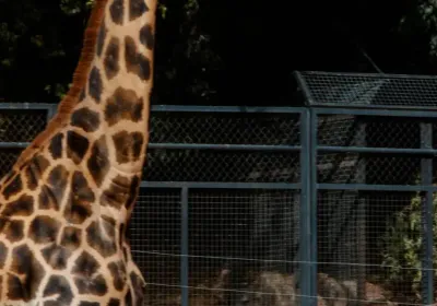 Lion resting in its enclosure at the Zoo de Córdoba