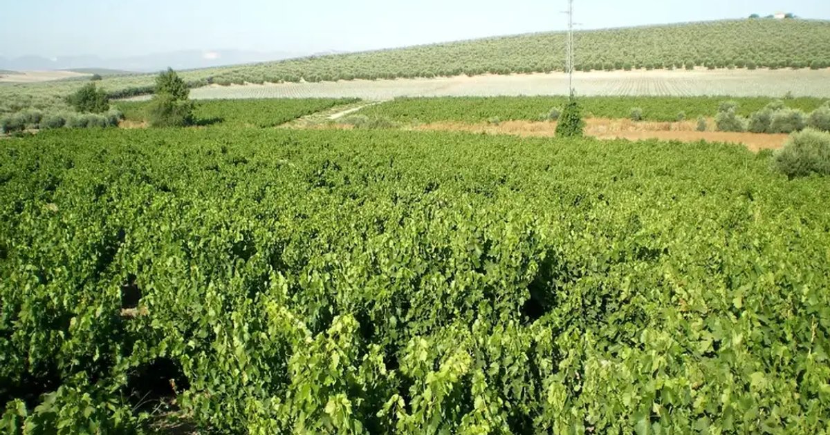 Local Wine Tasting Evening